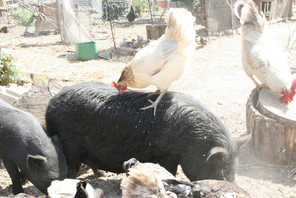 Ducks hens and pigs on a dusty farm in summer